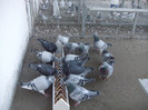 DSCF8595