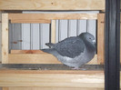 DSCF8736