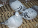 DSCF8738