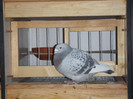 DSCF8739