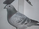 DSCF8742