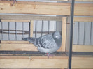 DSCF8746
