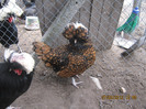 Picture 1123