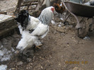 Picture 1129
