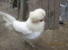 Picture 1145