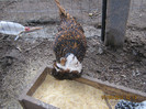Picture 1155