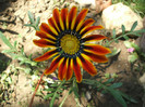 Gazania