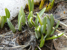 Snowdrops (2012, March 08)