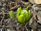 Hyacinthus_Zambila (2012, March 08)