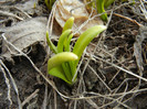 Daffodils_Narcise (2012, March 08)