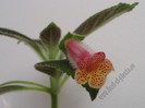Kohleria Yf's Mika