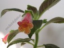 Kohleria Yfs Mika
