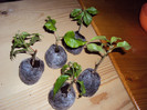 am chelit plantutele-mama