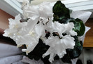 Cyclamen 'Ruffled White' (Cyclamen persicum)