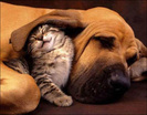 Copia di Cute-Kitten-Hound-Dog-1