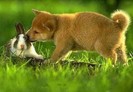 nibble_1143338433