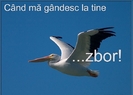 zbor