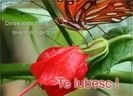 dintre-toate-florile