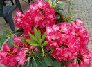 Rododendron