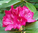 Rododendron