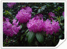 Rododendron