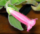 Kohleria Flashdance