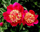 peony_most-beautiful-flowers-you-can-grow