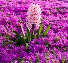zambile_d5b75ef9d12fb0