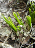 Crocus_Branduse (2012, March 08)