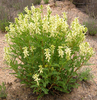 Astragalus-propinquus