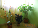 3 calathea