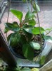 diptera carnosa variegata