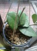 obovata