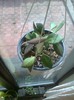 DS70 green leaf