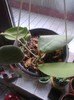 calycina