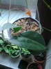 leucorhoda