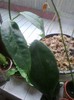 leucorhoda