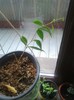 odorata cembra
