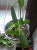 diversifolia