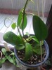diversifolia