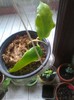 anulata