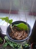 anulata