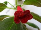 NEW - Kohleria Skogsbrand