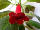 NEW - Kohleria Skogsbrand
