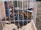 IMG_1848