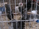 IMG_1875