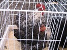 IMG_1882