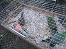 IMG_1909