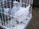 IMG_1921