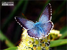 fluture turcoaz